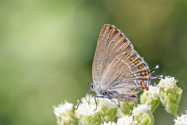 Bruine eikenpage