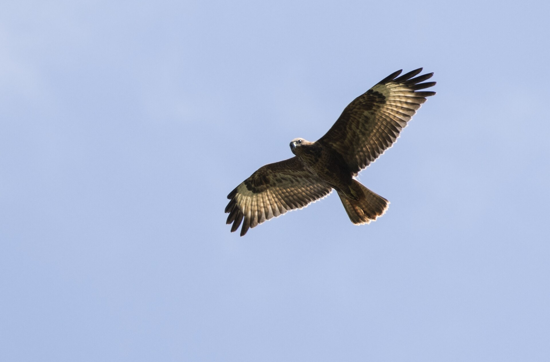 Buizerd