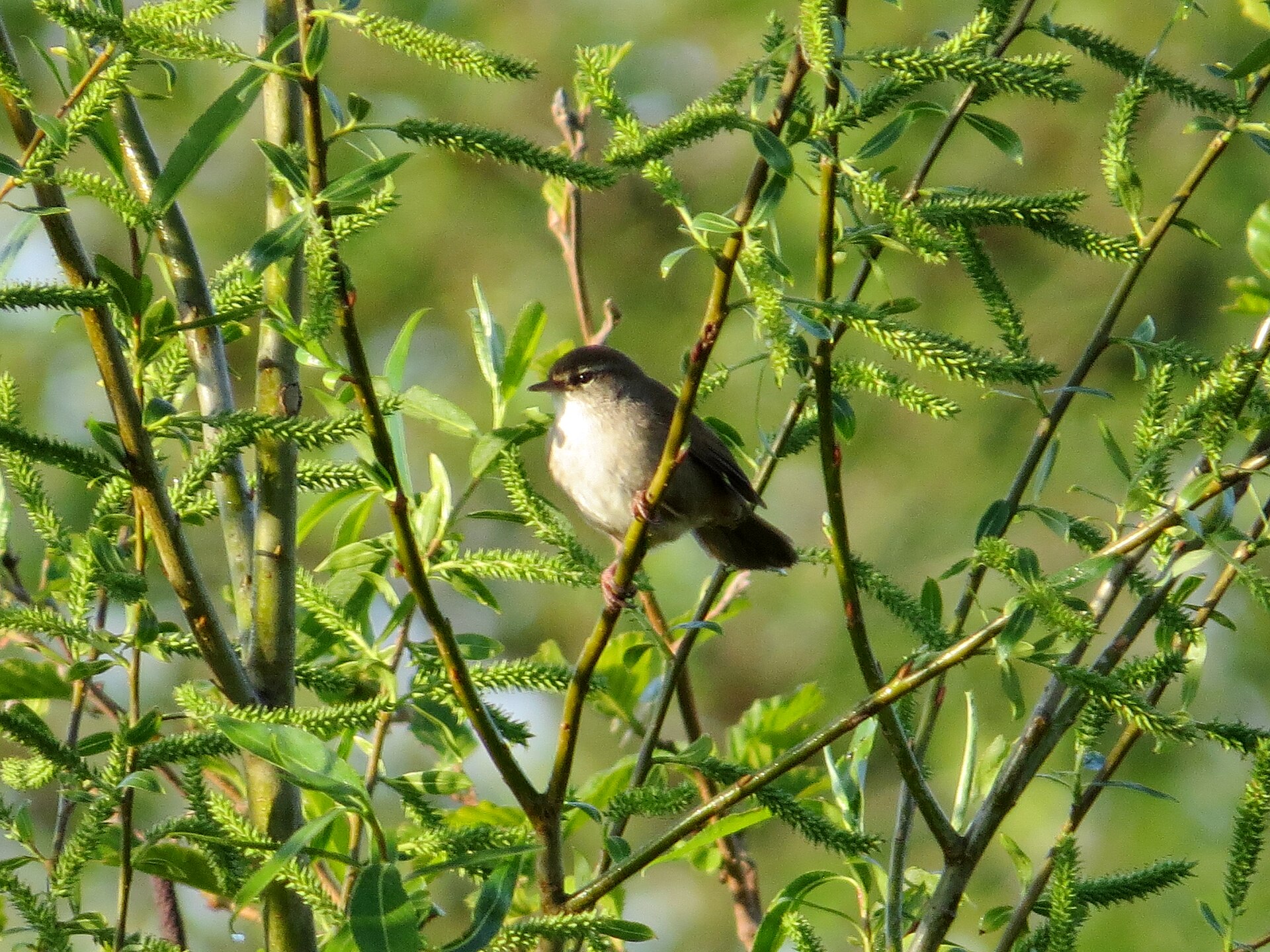 Cetti’s Zanger