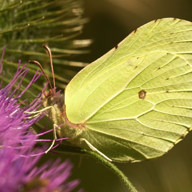 Citroenvlinder