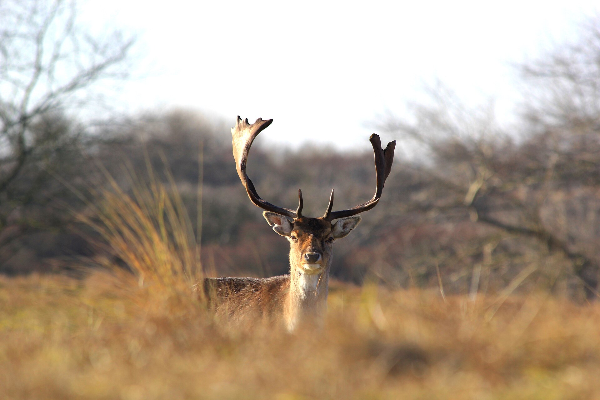 Damhertbok met volgroeid schoffelgewei tussen het duingras in de Amsterdamse Waterleidingduinen bij Zandvoort