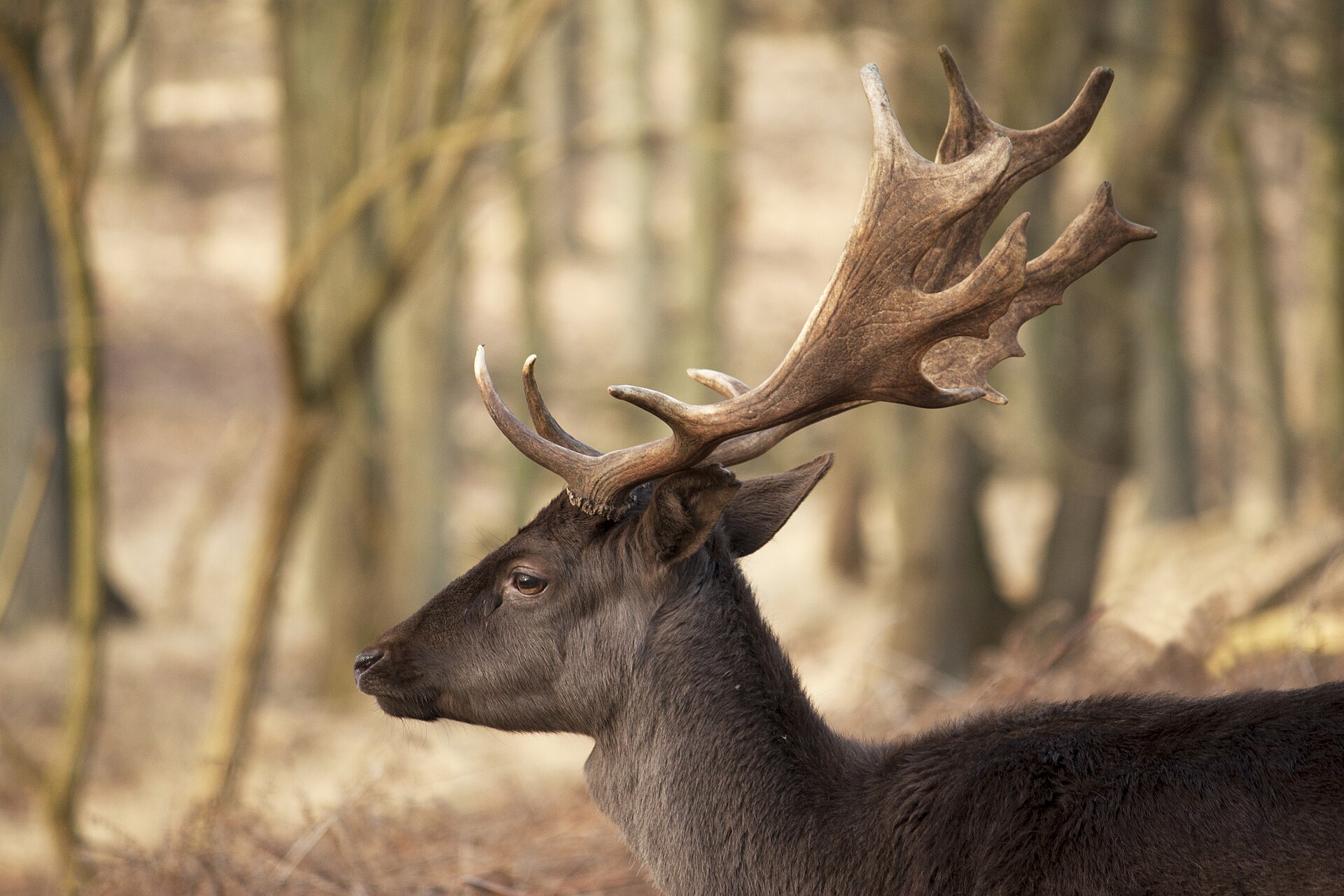 Zijaanzicht van een donkerbruine damhertbok met breed, plat schoffelgewei