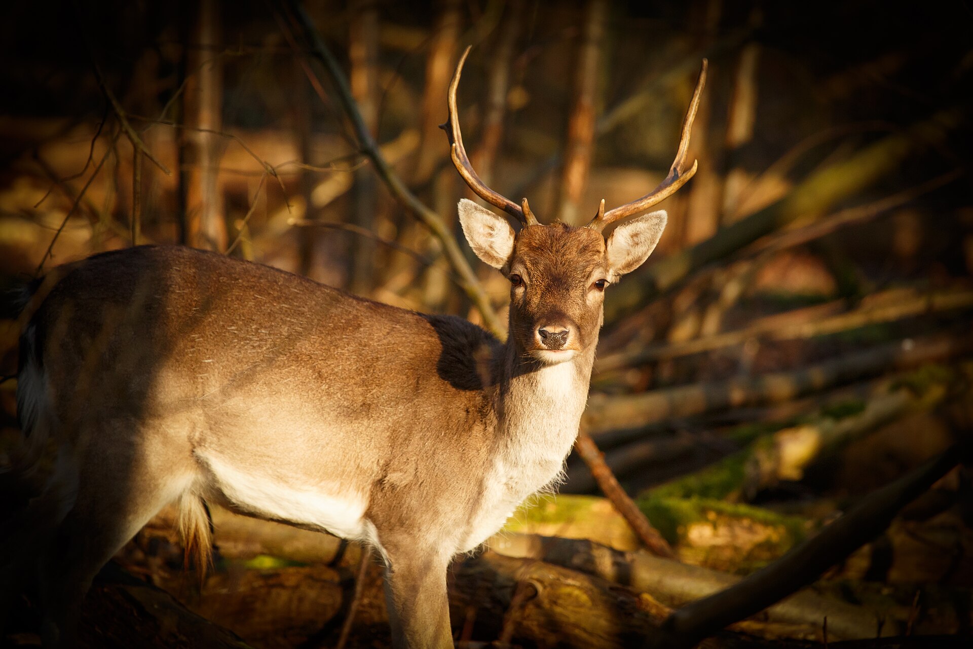 Damhertbok met opgezet gewei in warm herfstlicht aan de bosrand