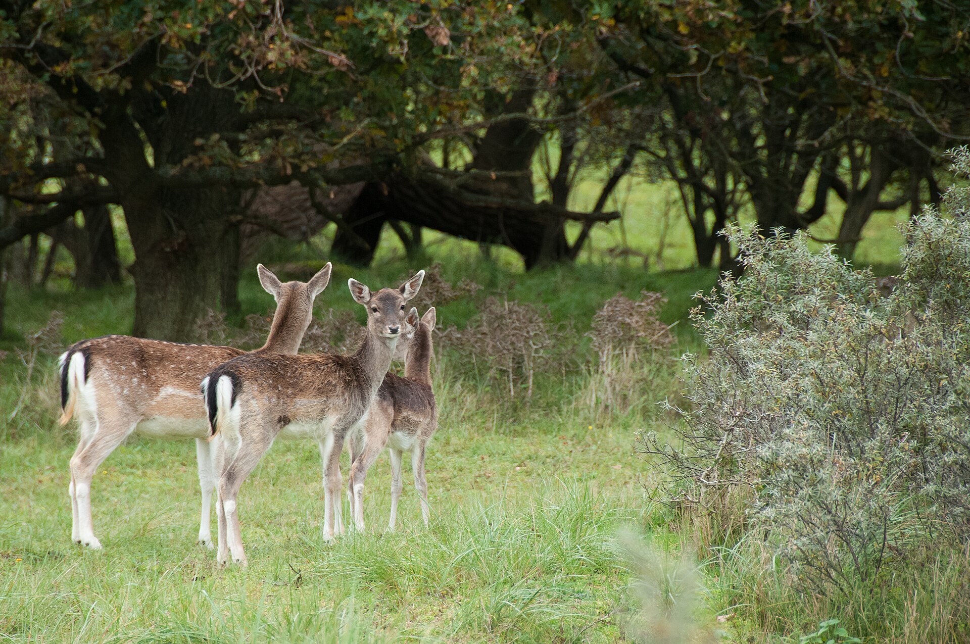 Drie jonge damherten met roodbruine gevlekte vacht en donkere staartstreep in de duinen