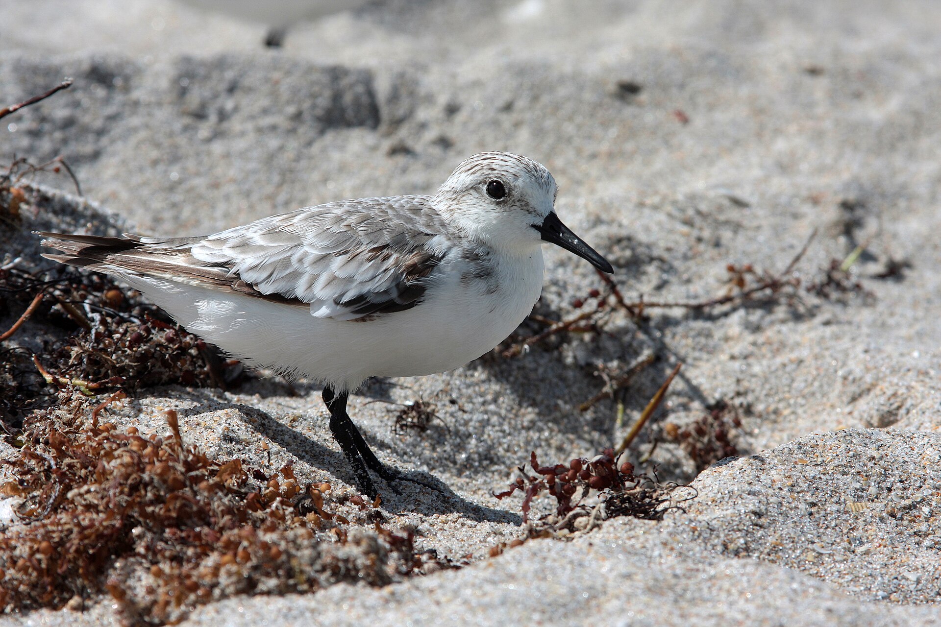Drieteenstrandloper