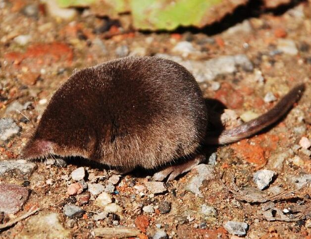 Dwergspitsmuis