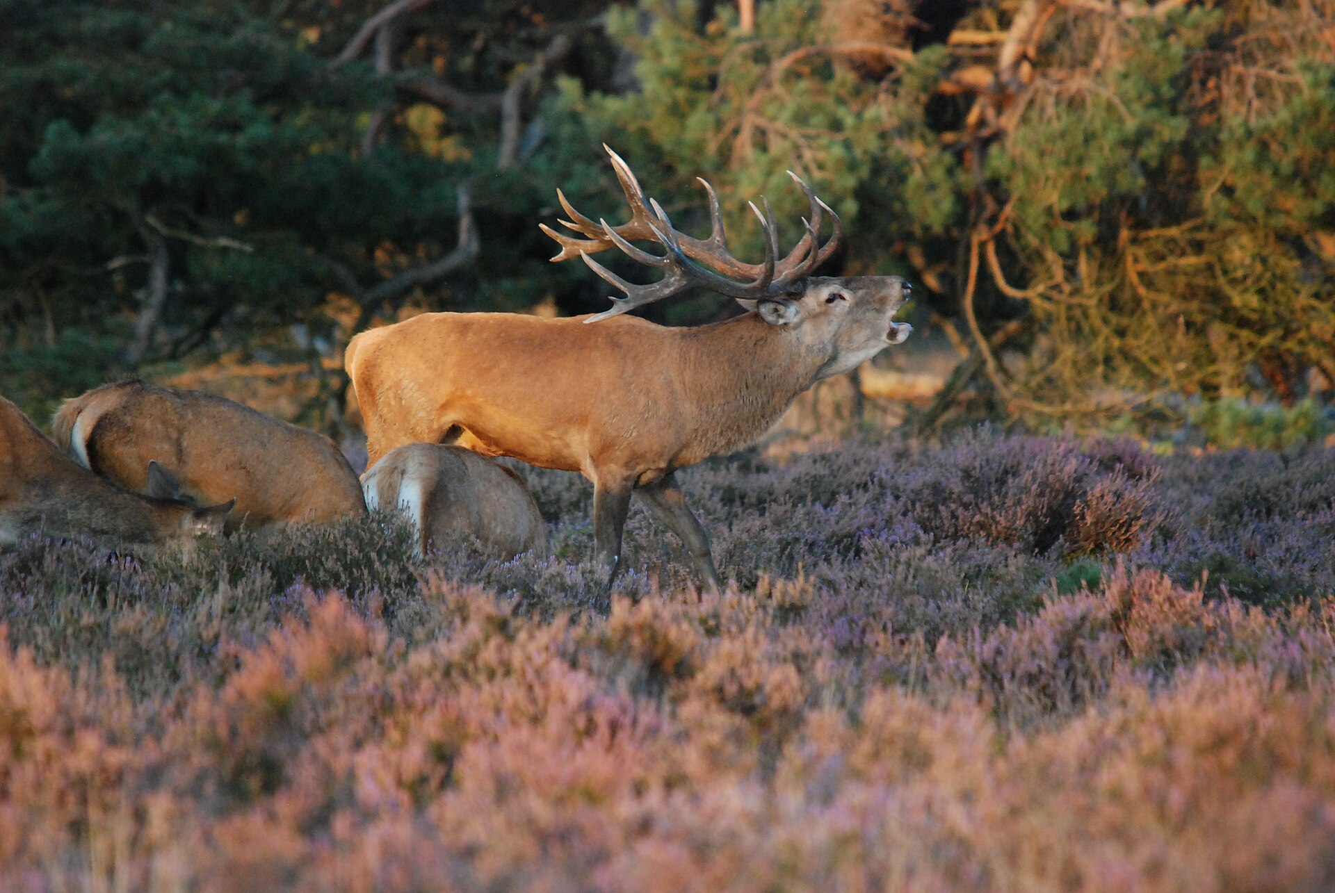 Burlend edelhertmannetje met vol gewei tussen bloeiende heide op de Hoge Veluwe, met hindes op de achtergrond