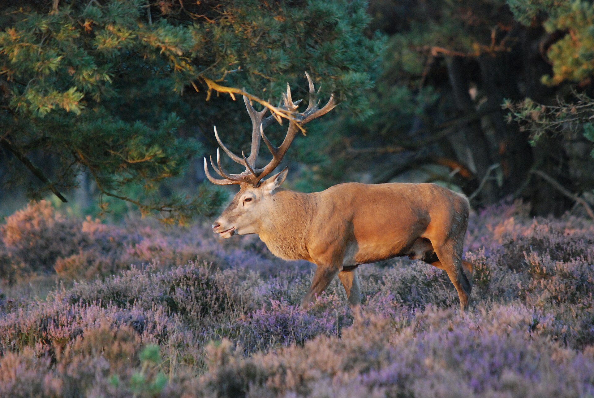 Edelhertmannetje met breed vertakt gewei in bloeiende heide voor een donkere bosrand in het avondlicht