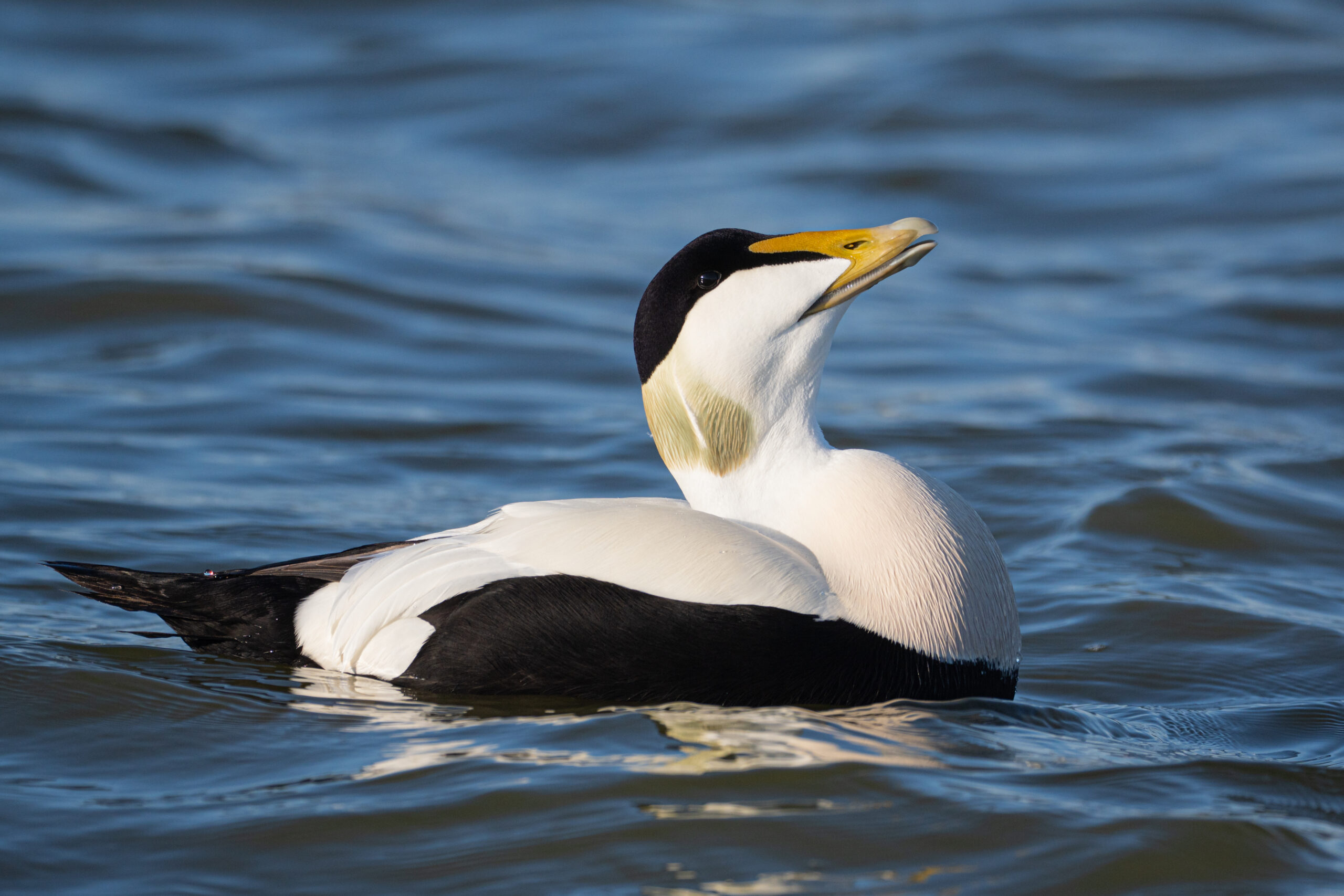 Eider in Nederland
