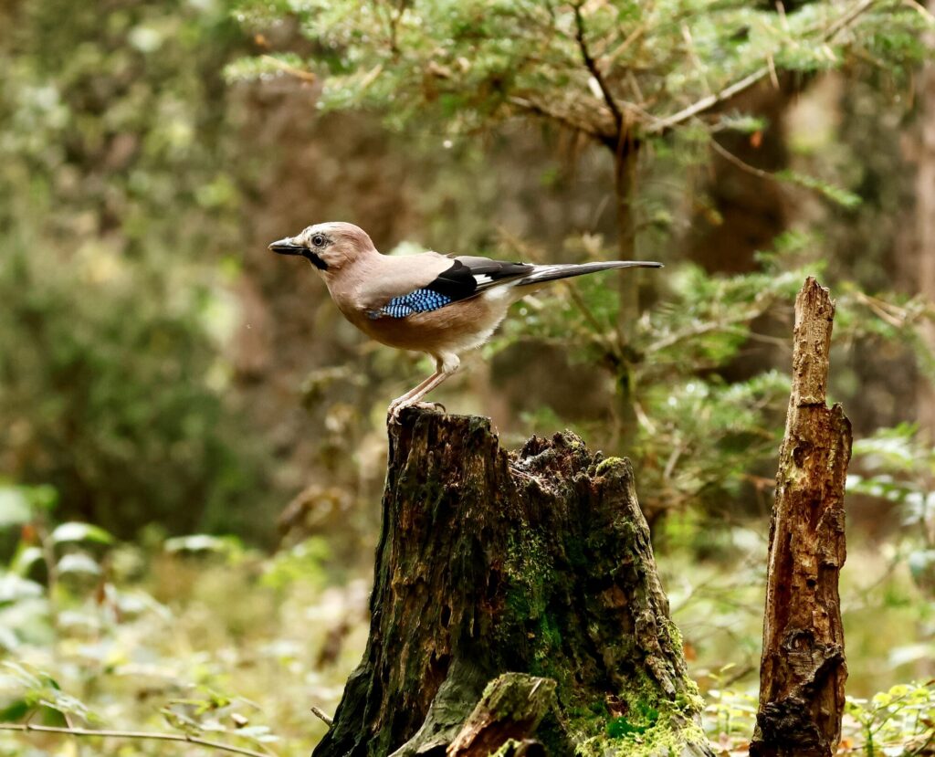 Gaai op een boomstronk in het bos, met roze-bruin verenkleed en witte stuit