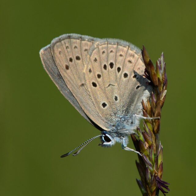 Gentiaanblauwtje in Nederland