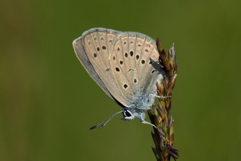 Gentiaanblauwtje
