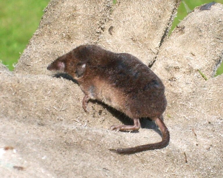Gewone bosspitsmuis