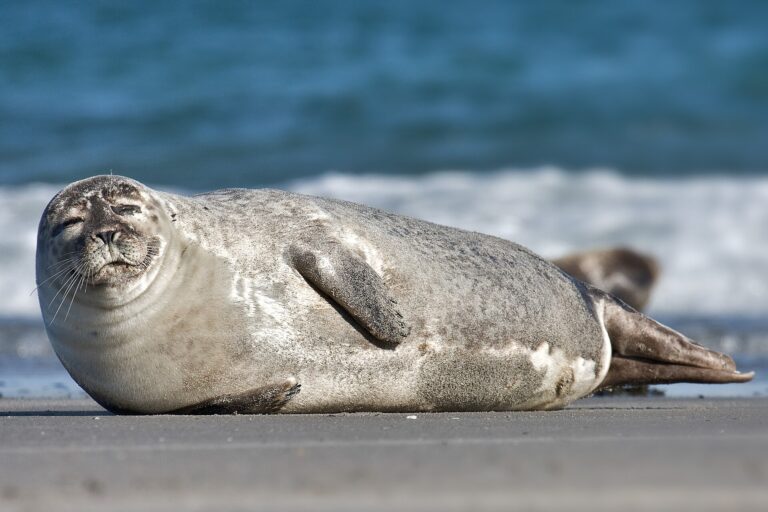 Gewone zeehond