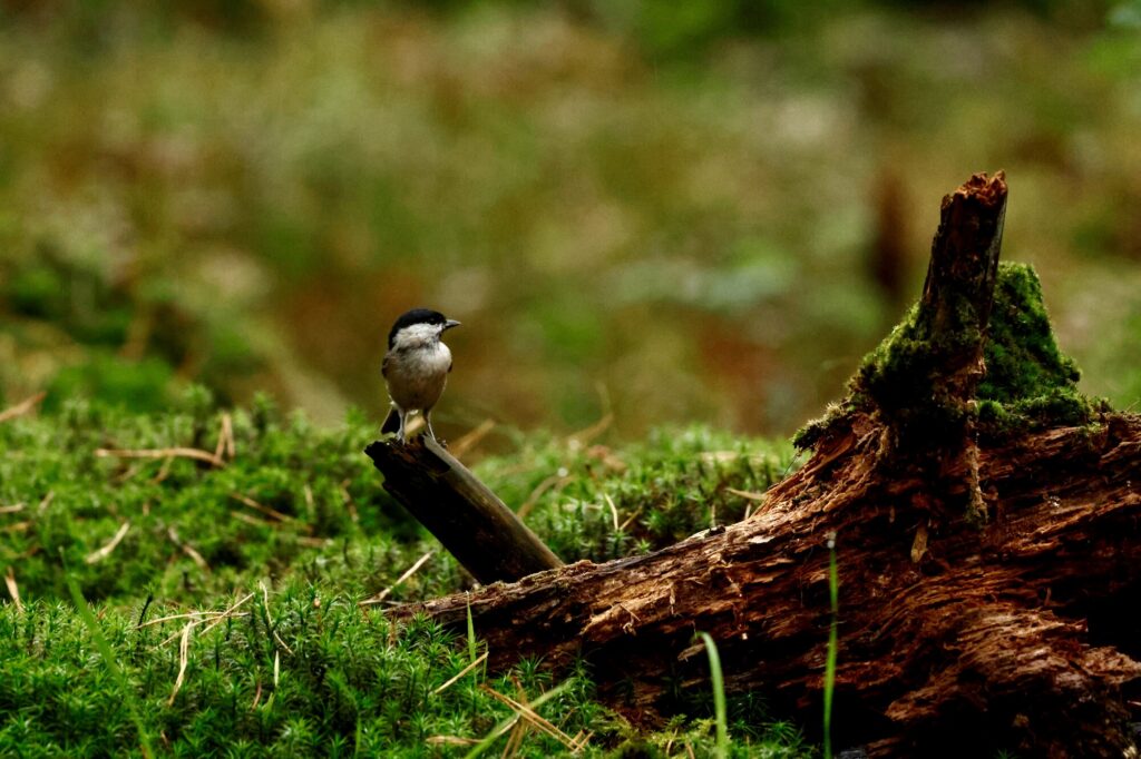 Glanskop op een takje boven een bemoste omgevallen stam in het bos