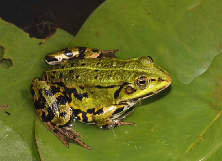 Groene kikker (bastaard)