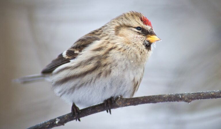 Grote barmsijs
