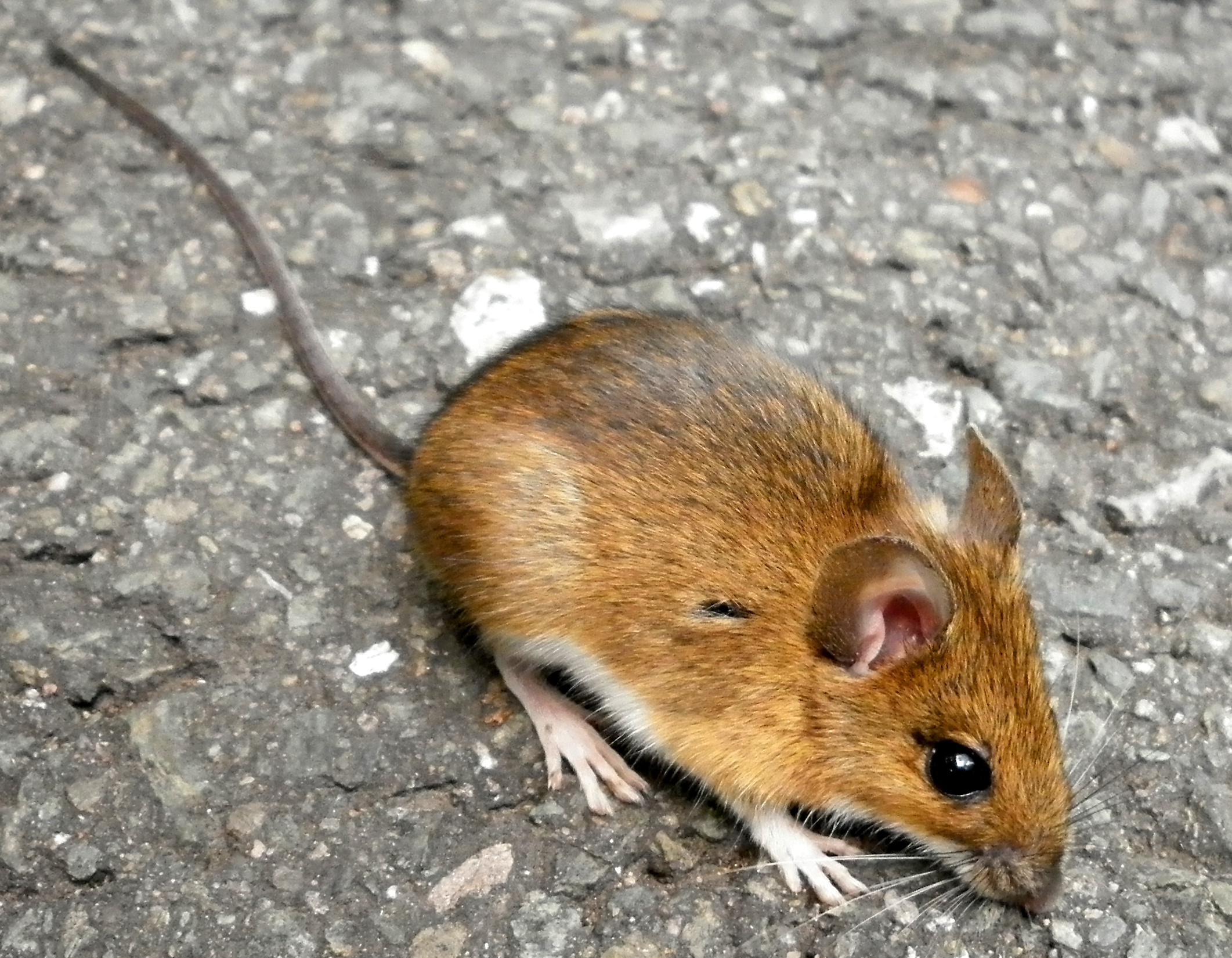 Grote bosmuis in Nederland