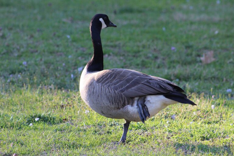 Grote Canadese gans