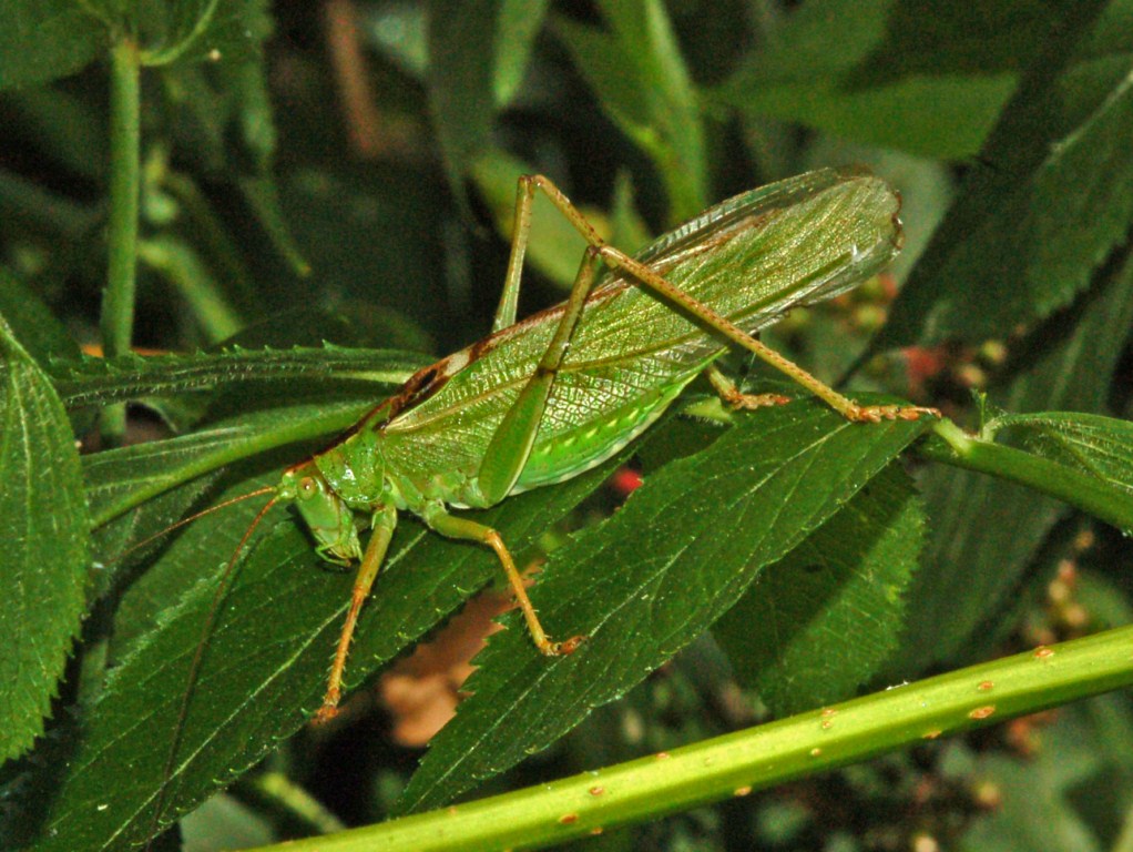 Grote groene sabelsprinkhaan