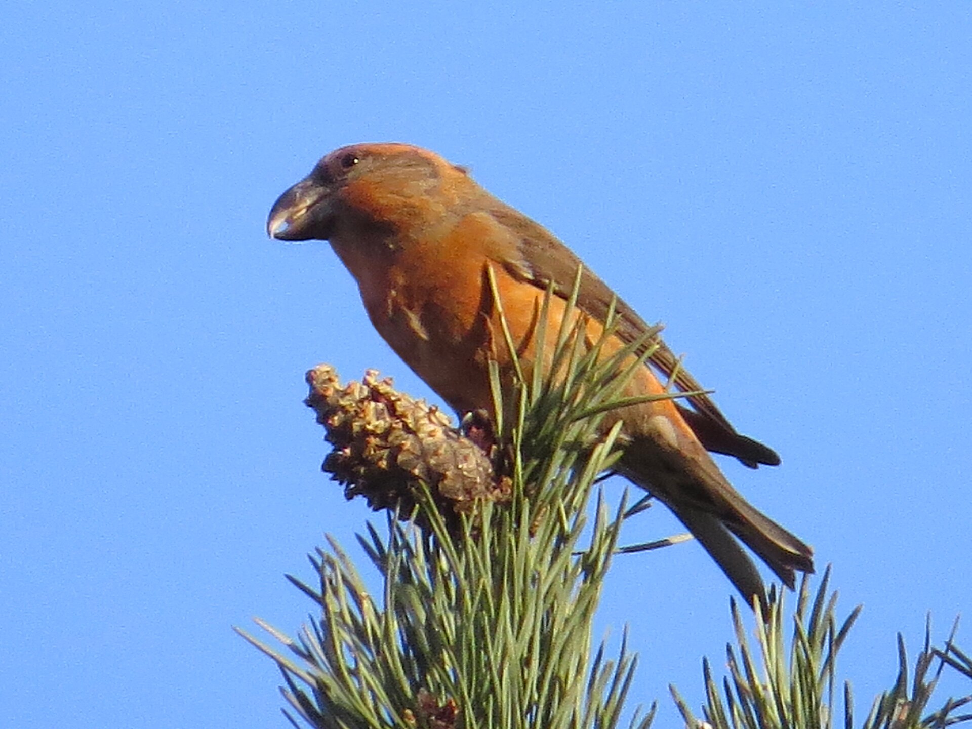 Grote kruisbek