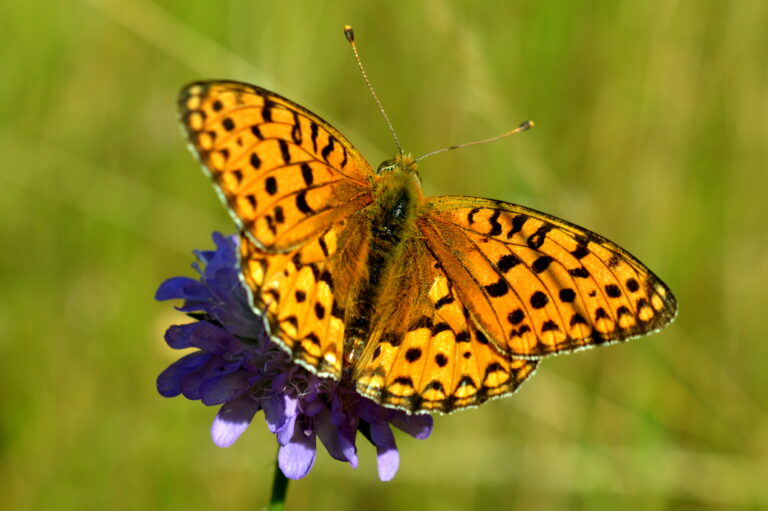 Grote parelmoervlinder