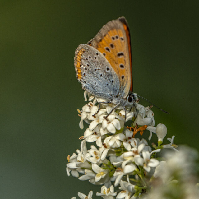 Grote vuurvlinder in Nederland