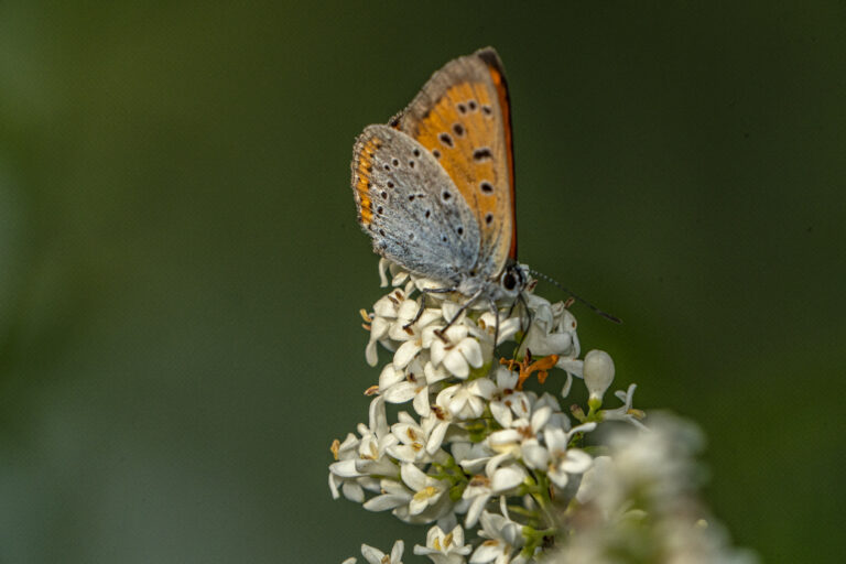 Grote vuurvlinder