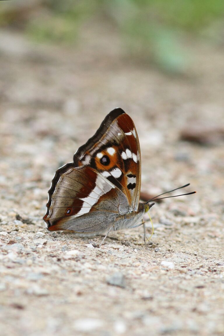 Grote weerschijnvlinder