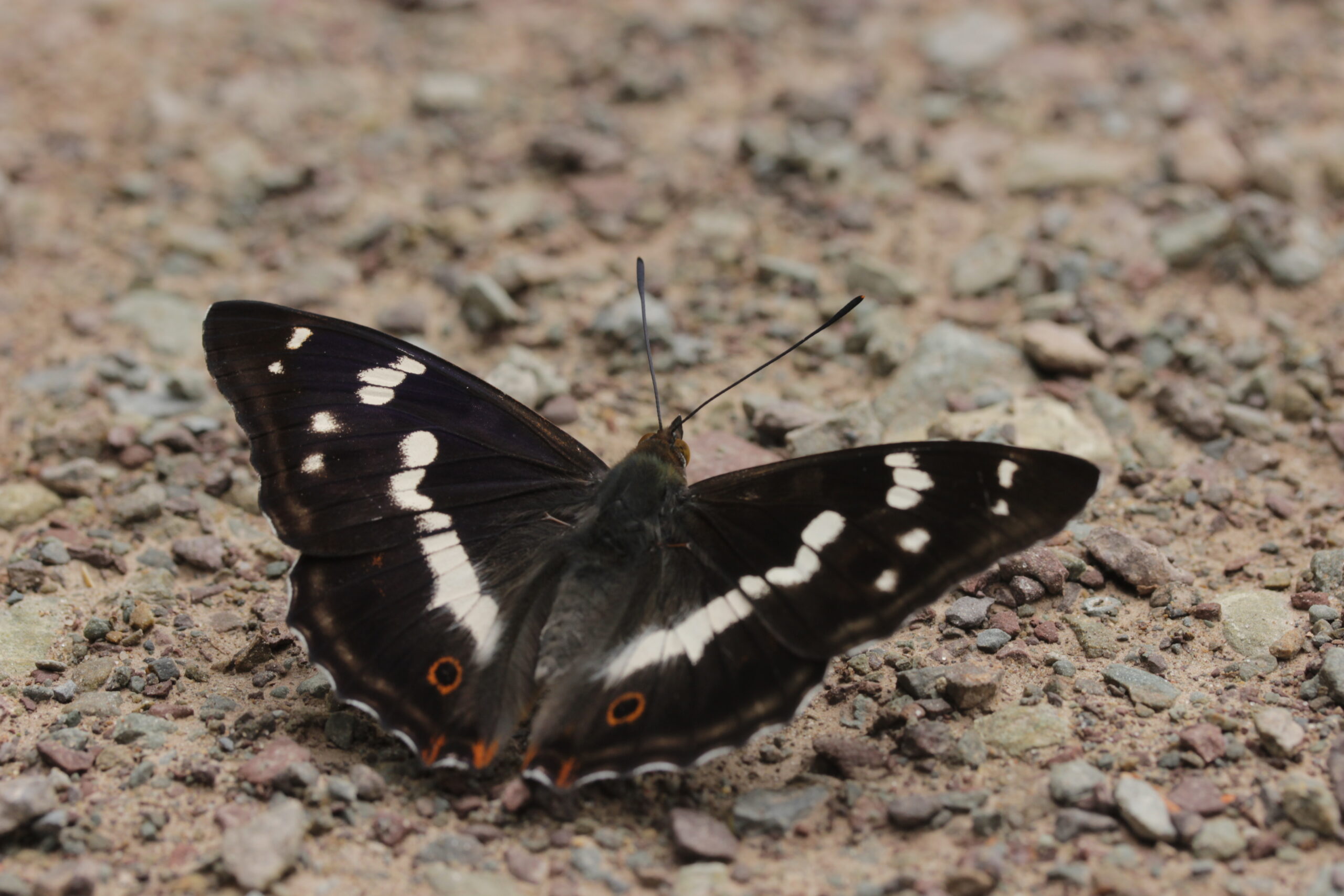 Grote weerschijnvlinder in Nederland