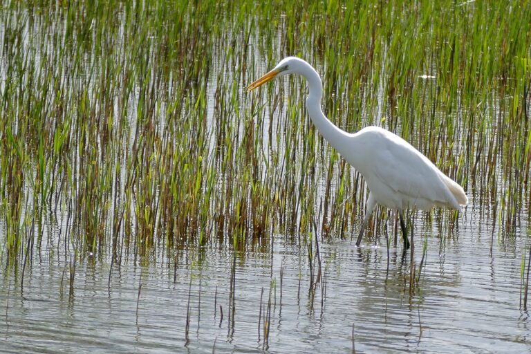 Grote zilverreiger