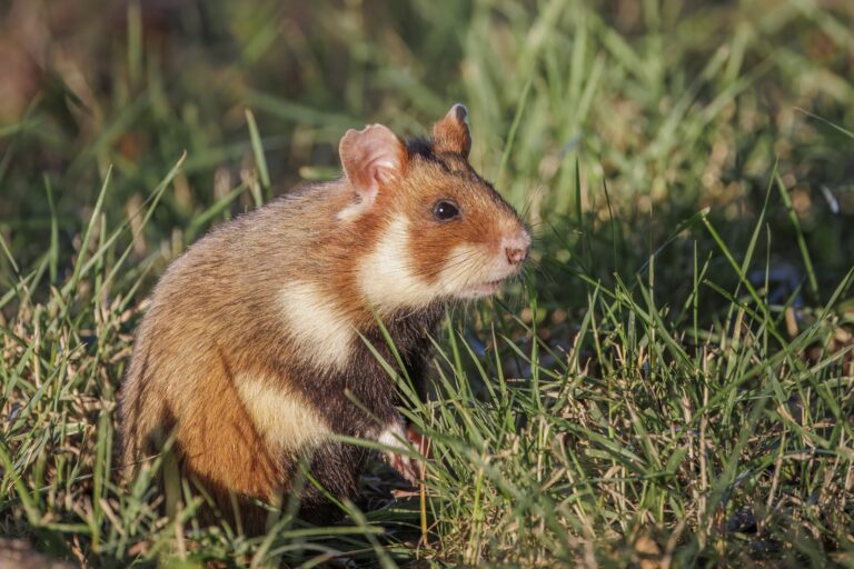 Hamster