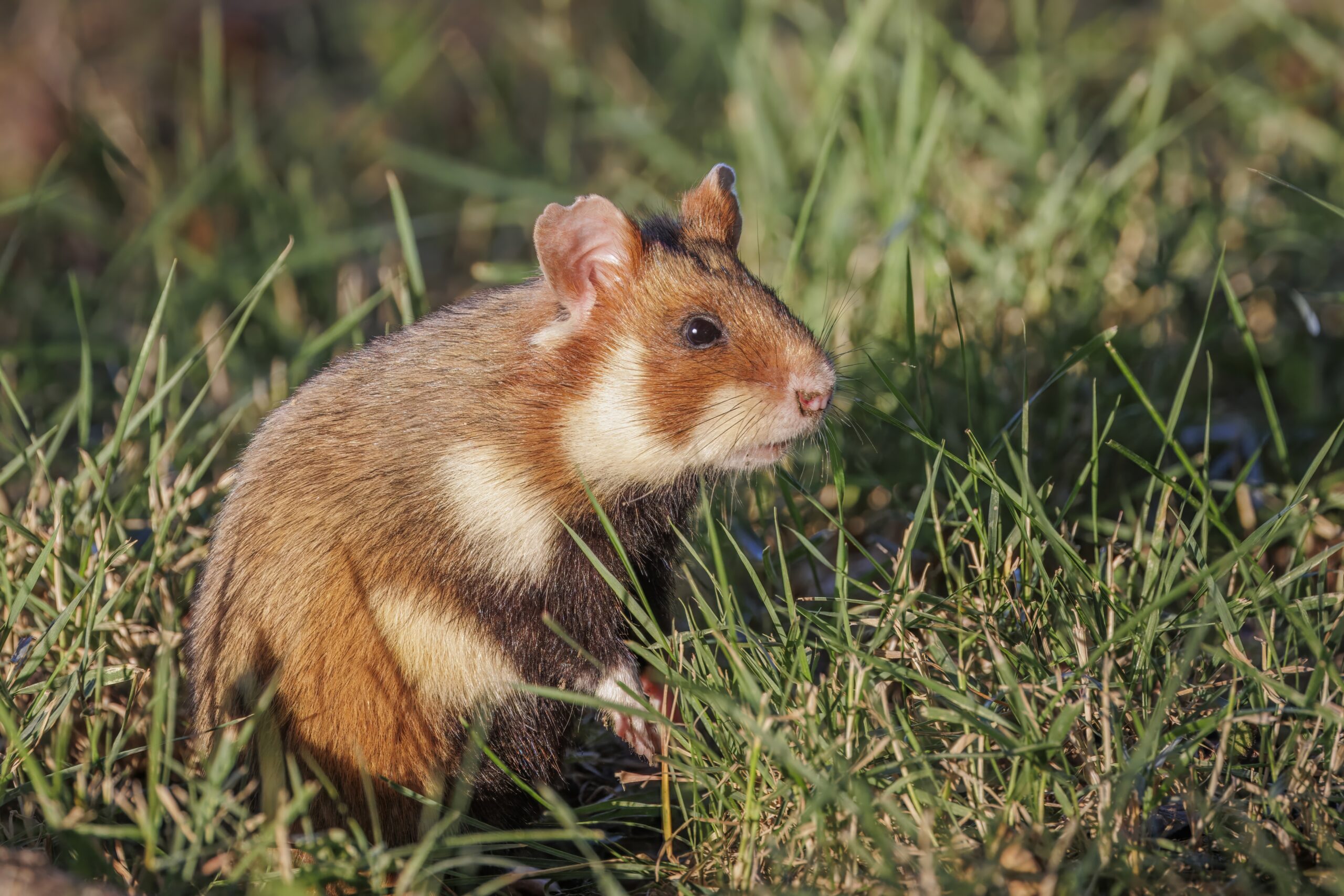 Hamster in Nederland