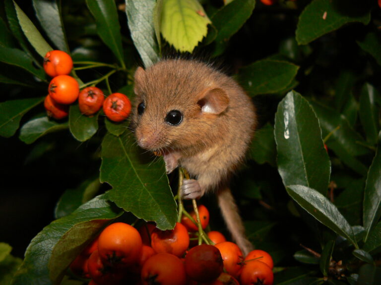 Hazelmuis