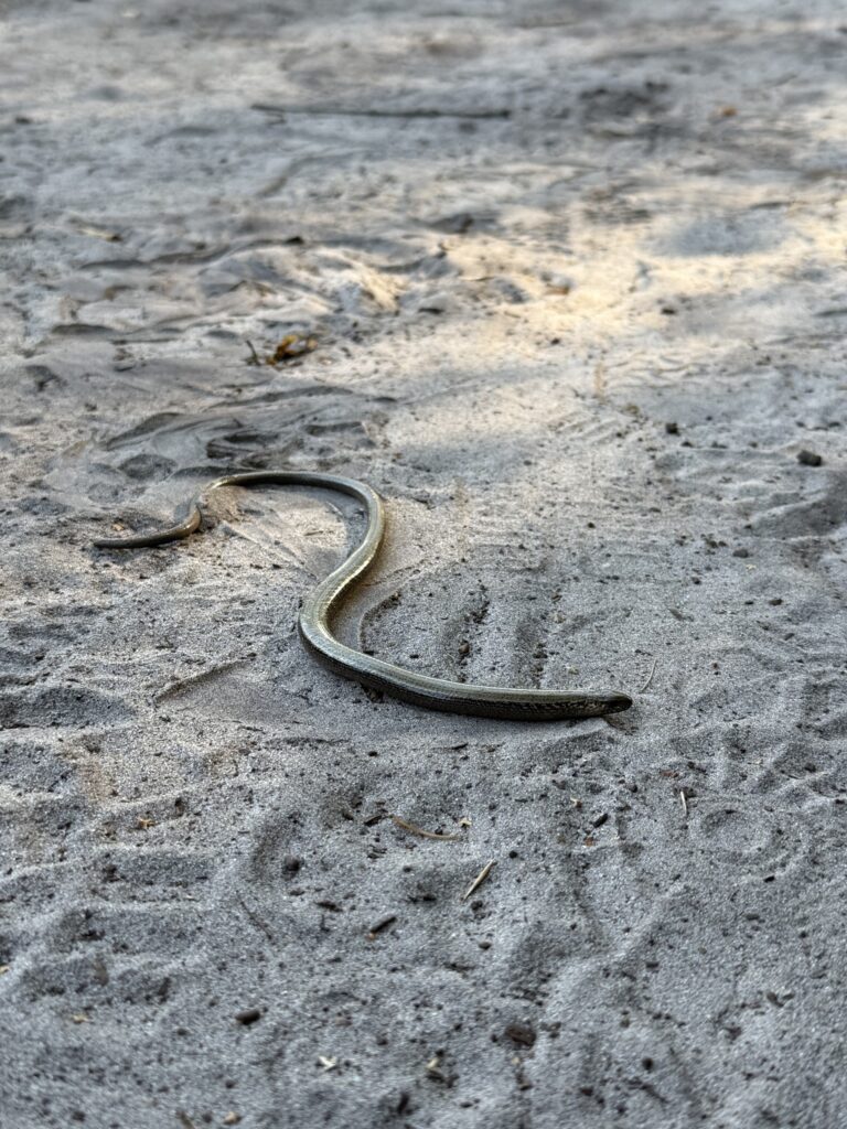 Hazelworm