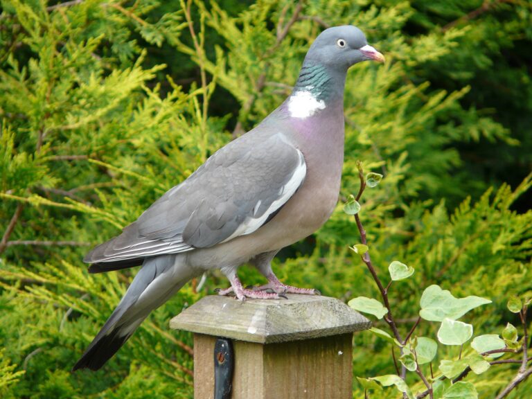 Houtduif