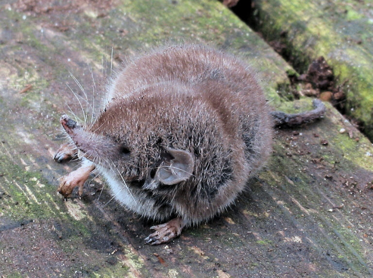 Huisspitsmuis