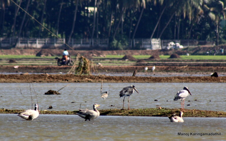 Indische gans