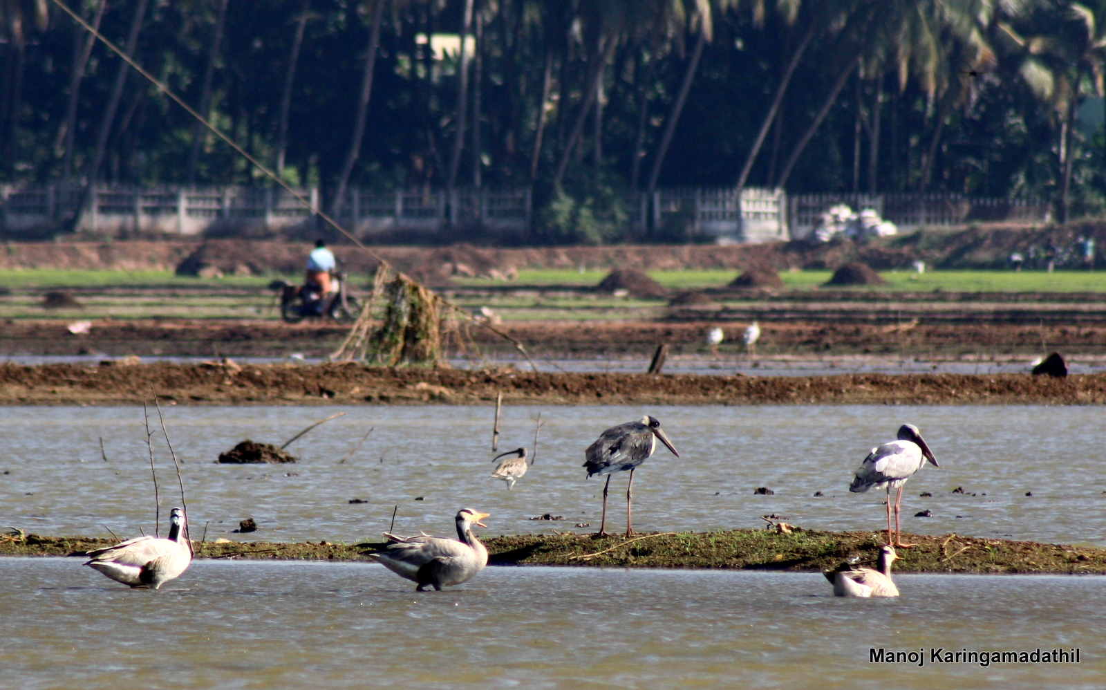 Indische gans