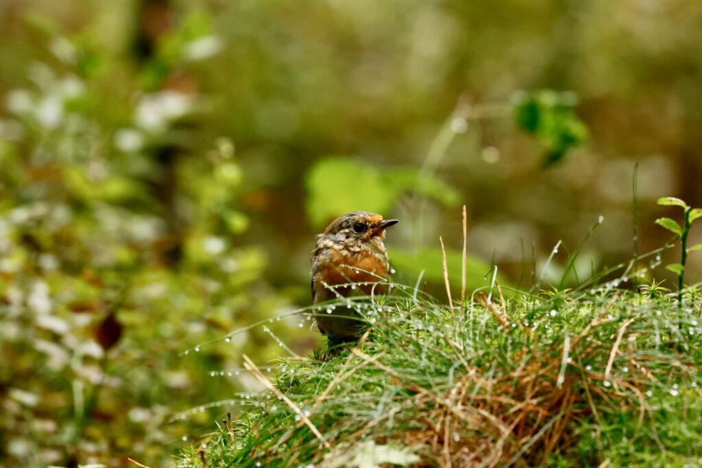Jonge roodborst op bemost hout met dauwdruppels