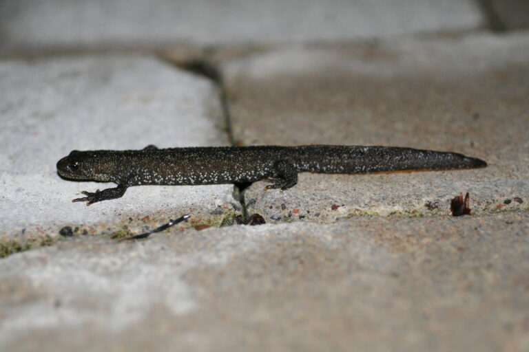 Kamsalamander