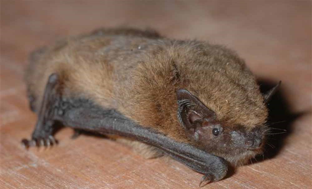 Kleine dwergvleermuis in Nederland