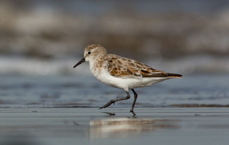Kleine strandloper