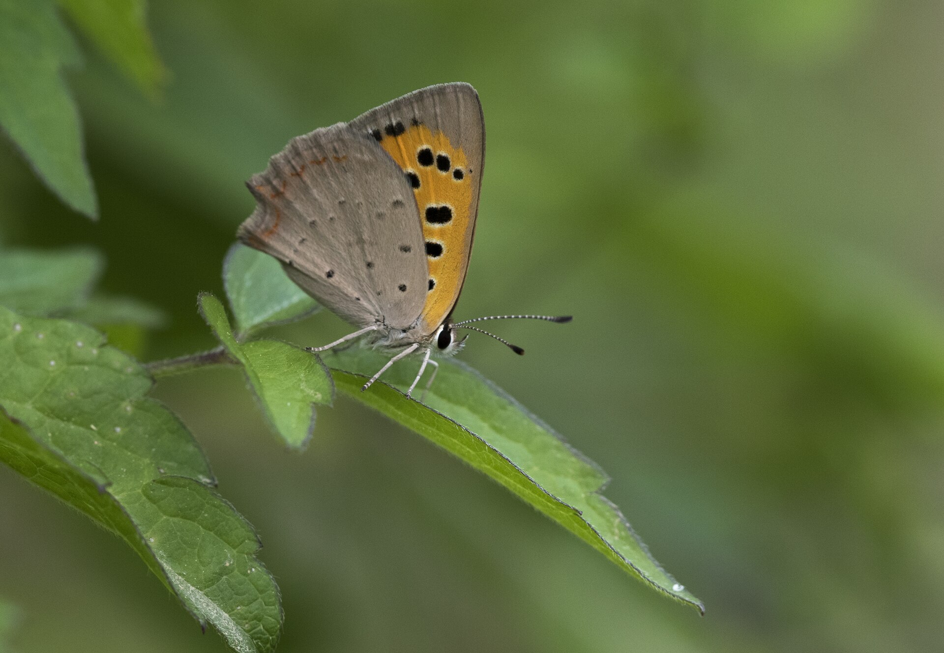 Kleine vuurvlinder