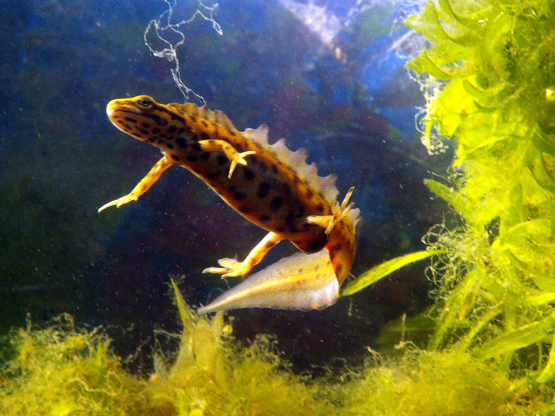 Kleine watersalamander
