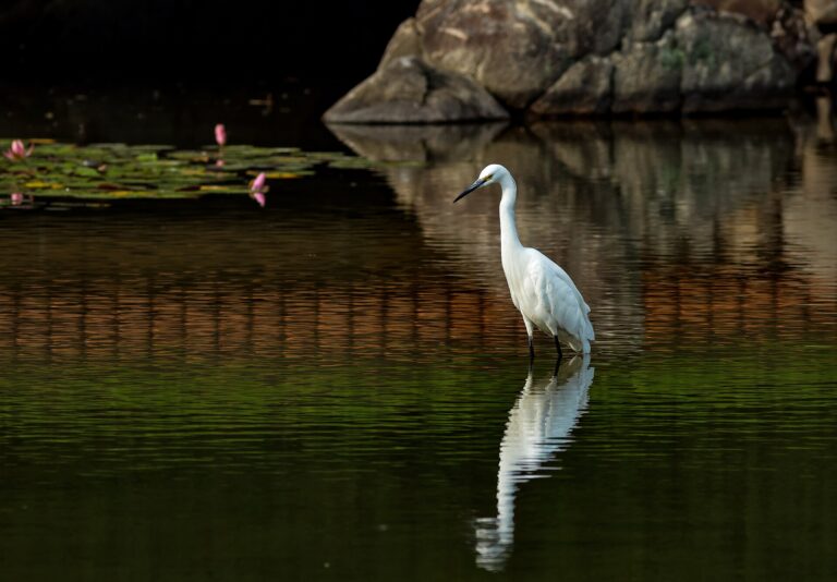 Kleine zilverreiger