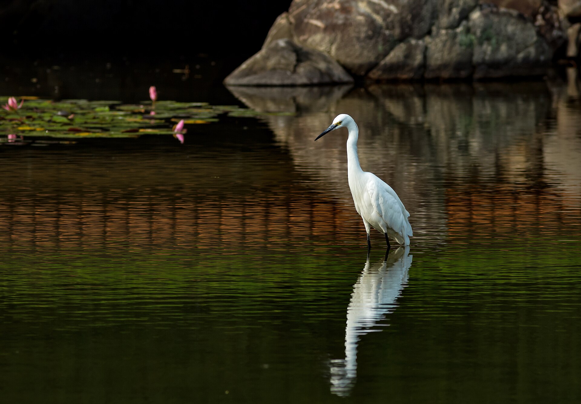 Kleine zilverreiger