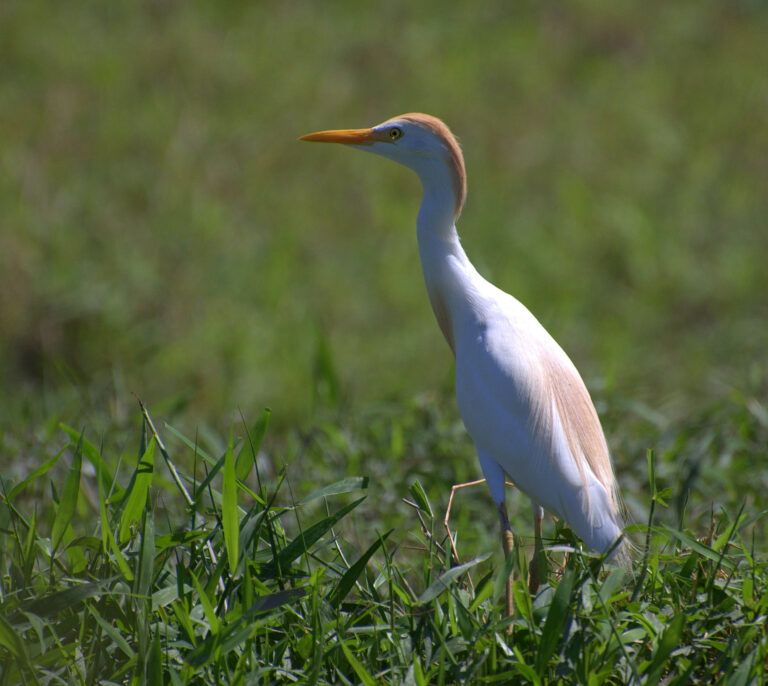 Koereiger