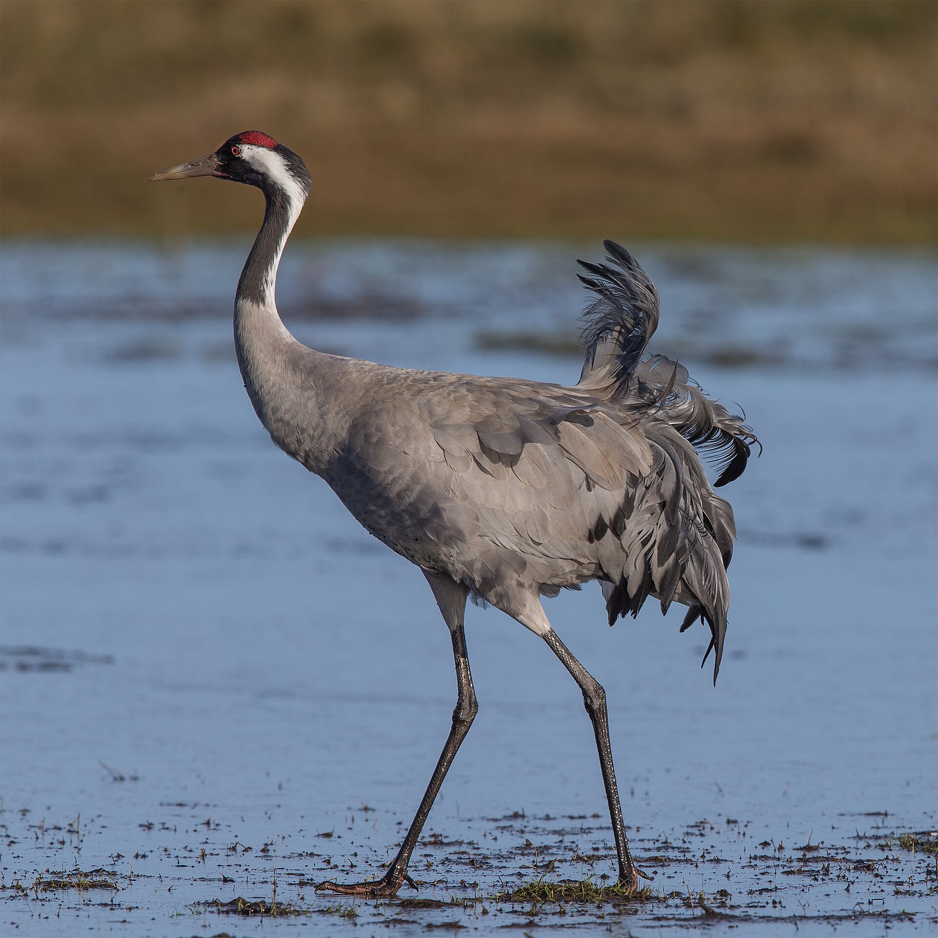 Kraanvogel