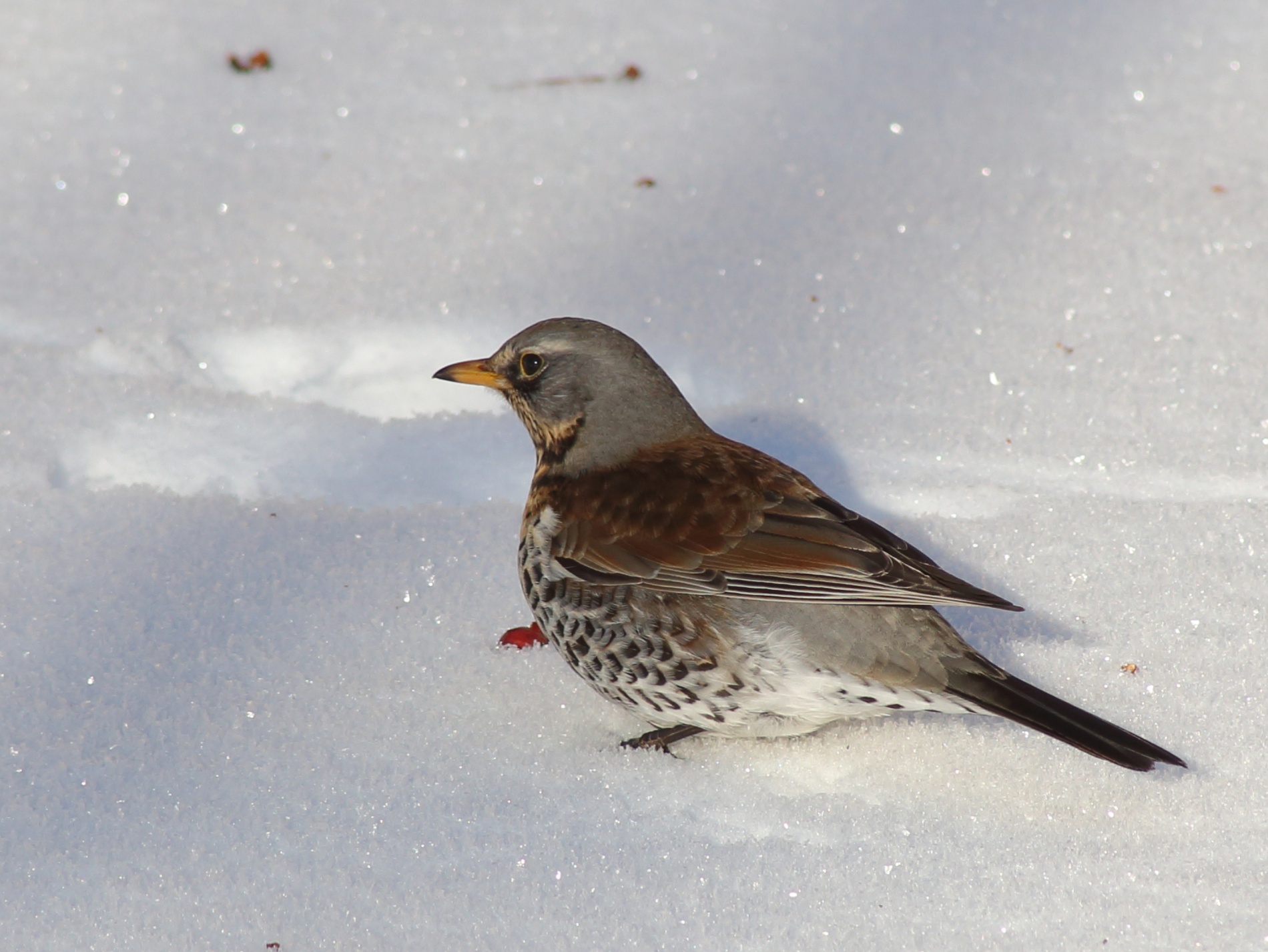 Kramsvogel